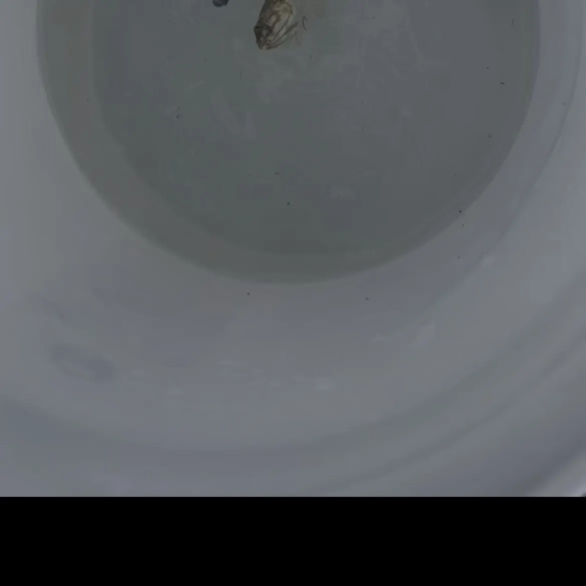 most liked catch image