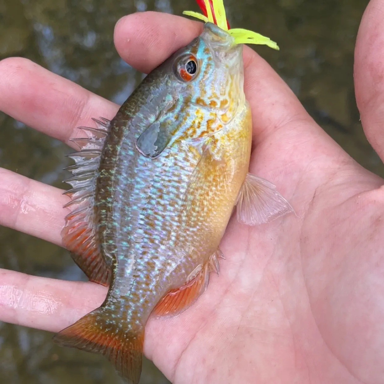 Longear sunfish caught on Fishbrain