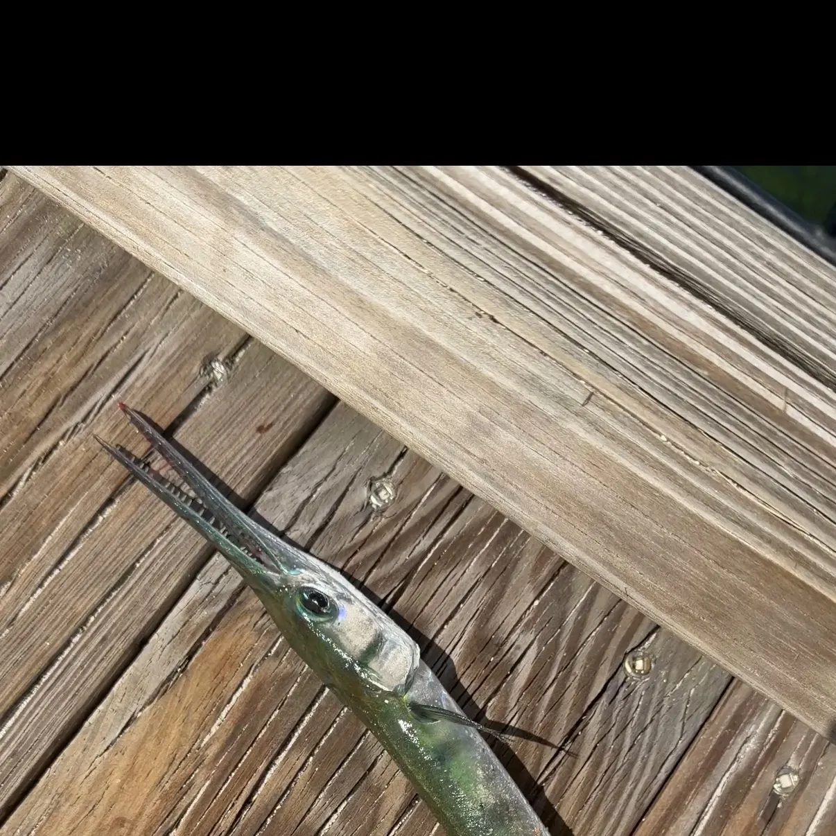 The most recent Flat needlefish catches on Fishbrain