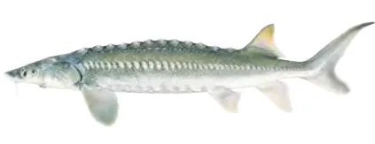 White sturgeon