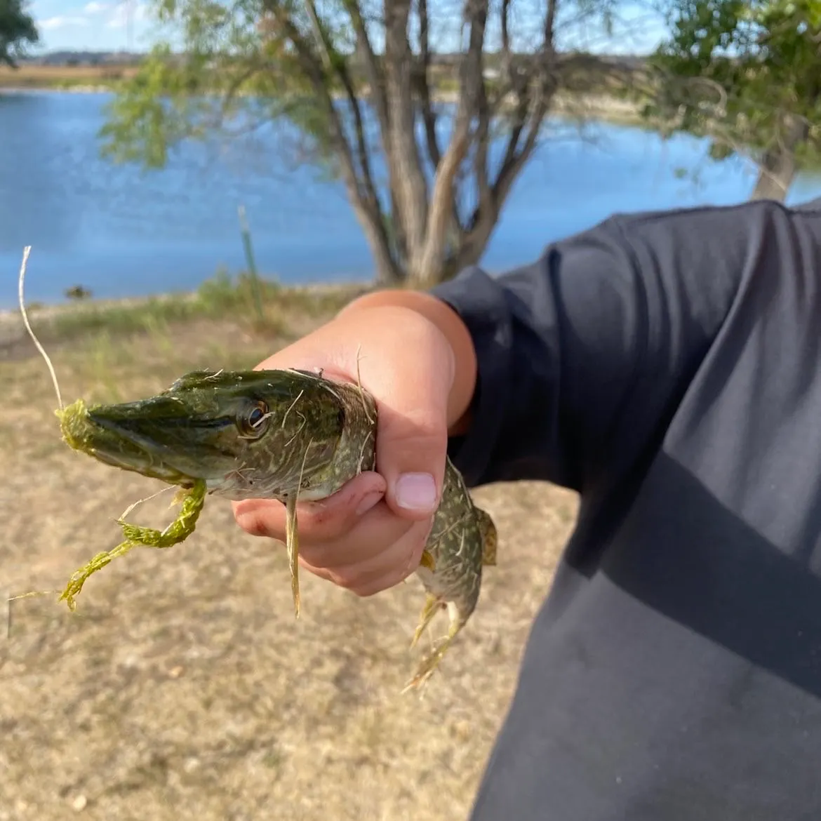 Northern pike caught on Fishbrain