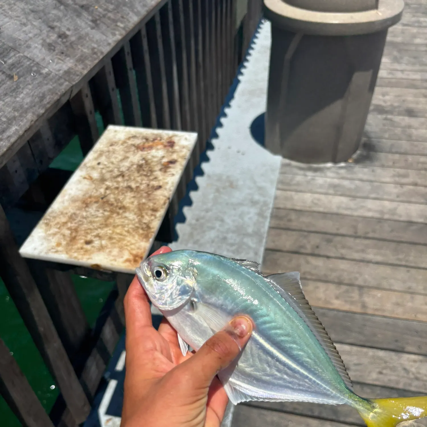 The most recent Leatherjack catches on Fishbrain