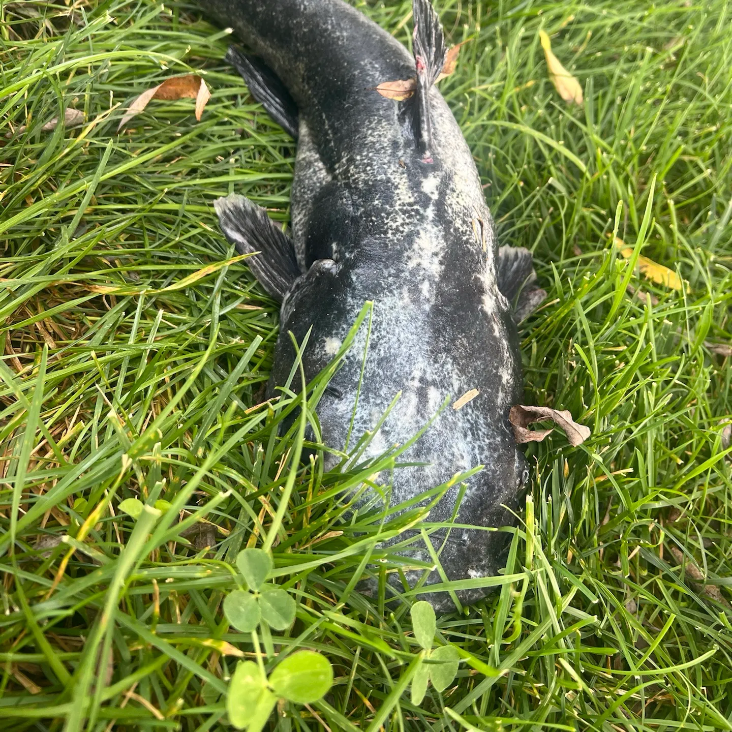 Channel catfish caught on Fishbrain
