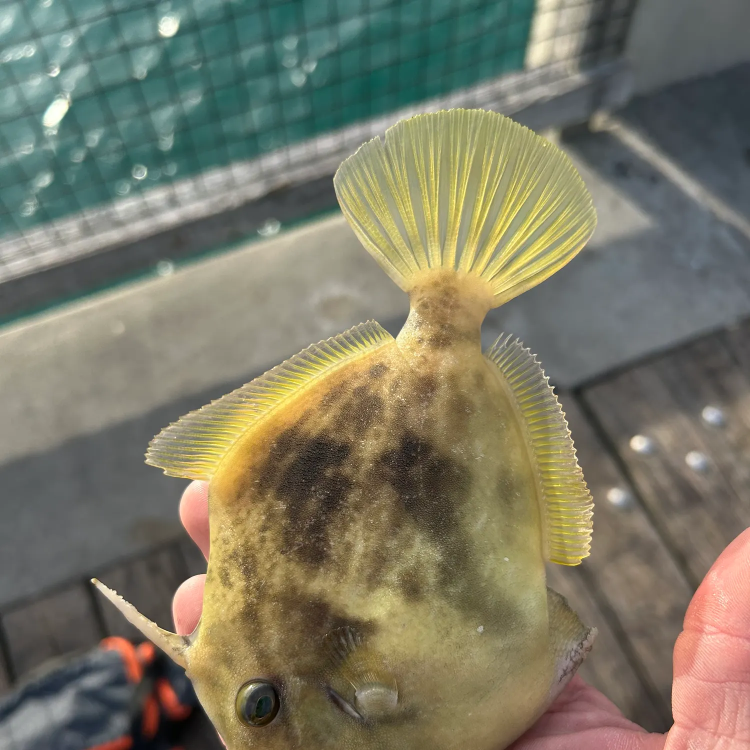 The most recent Thread-sail filefish catches on Fishbrain