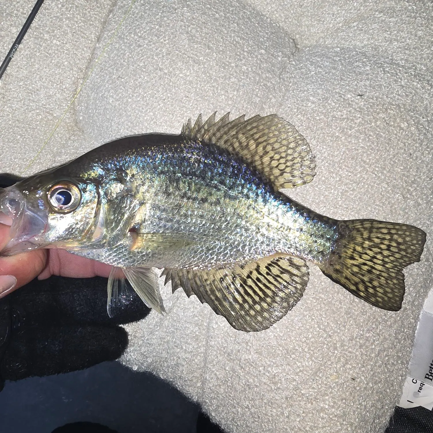 recently logged catches