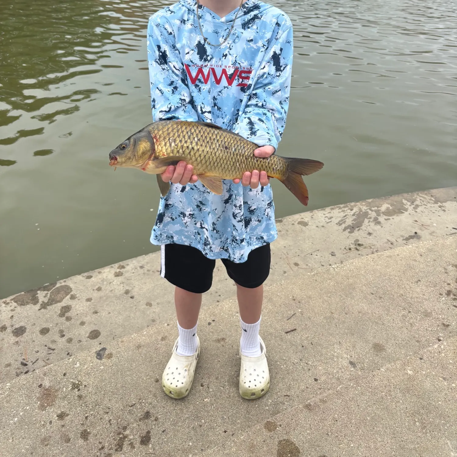 Common carp caught on Fishbrain