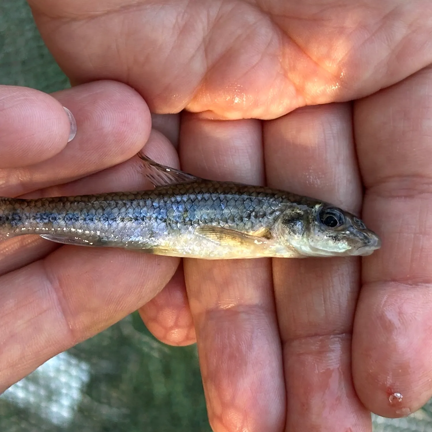 Gudgeon caught on Fishbrain