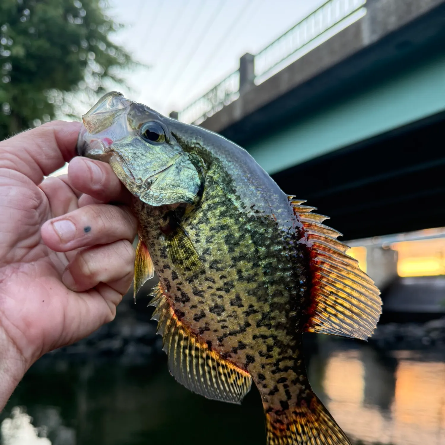 Black crappie caught on Fishbrain