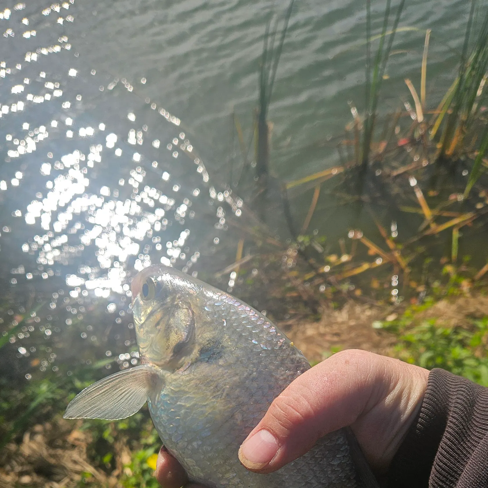 The most recent American gizzard shad catches on Fishbrain