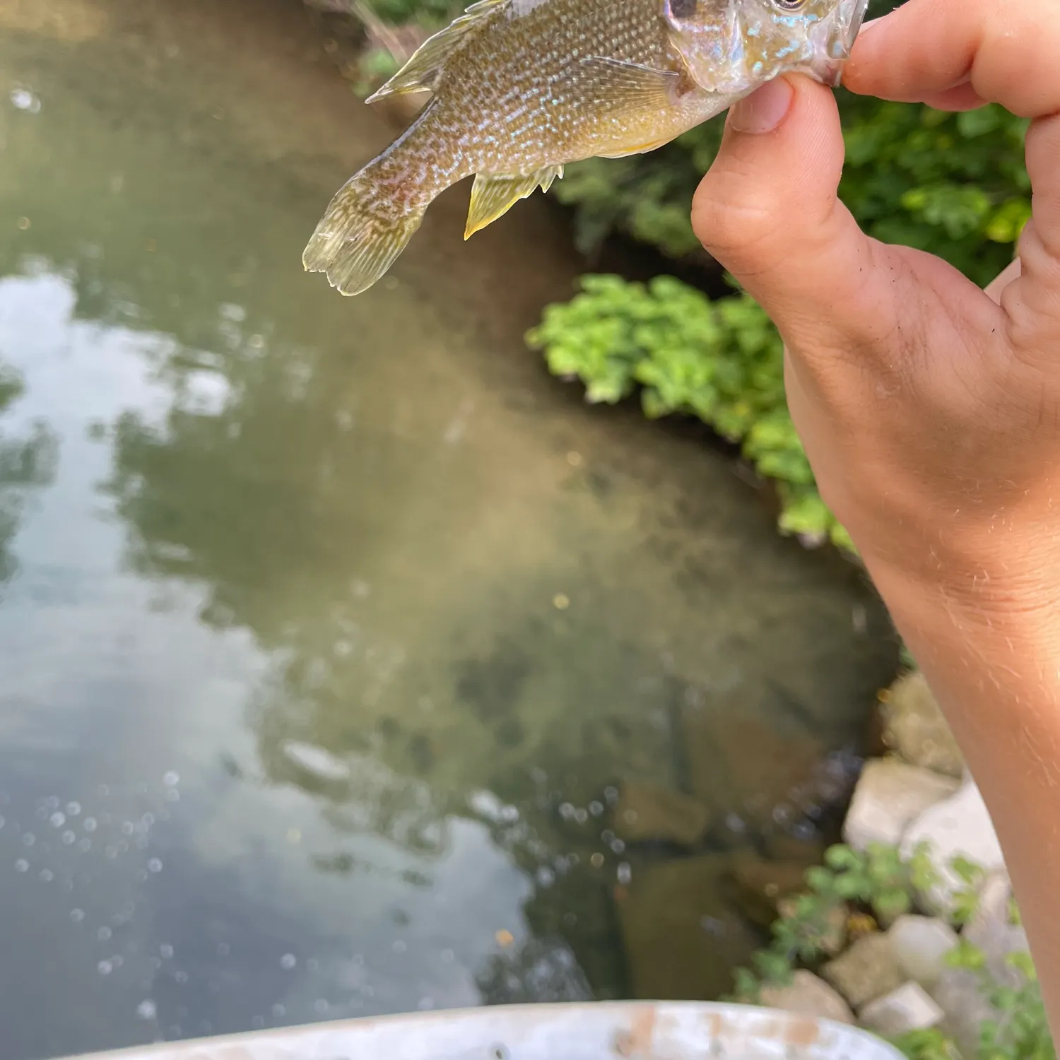 Green sunfish caught on Fishbrain