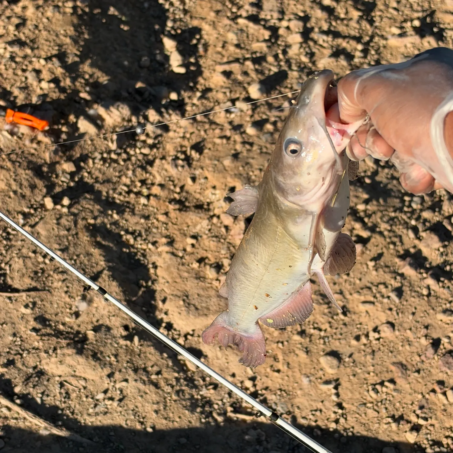 Channel catfish caught on Fishbrain
