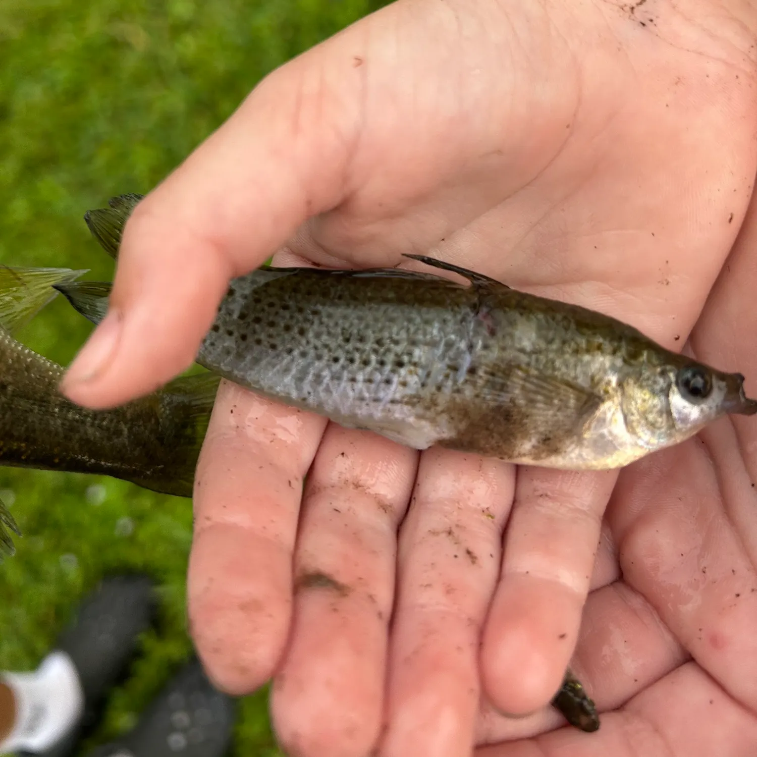 Fish caught on Fishbrain