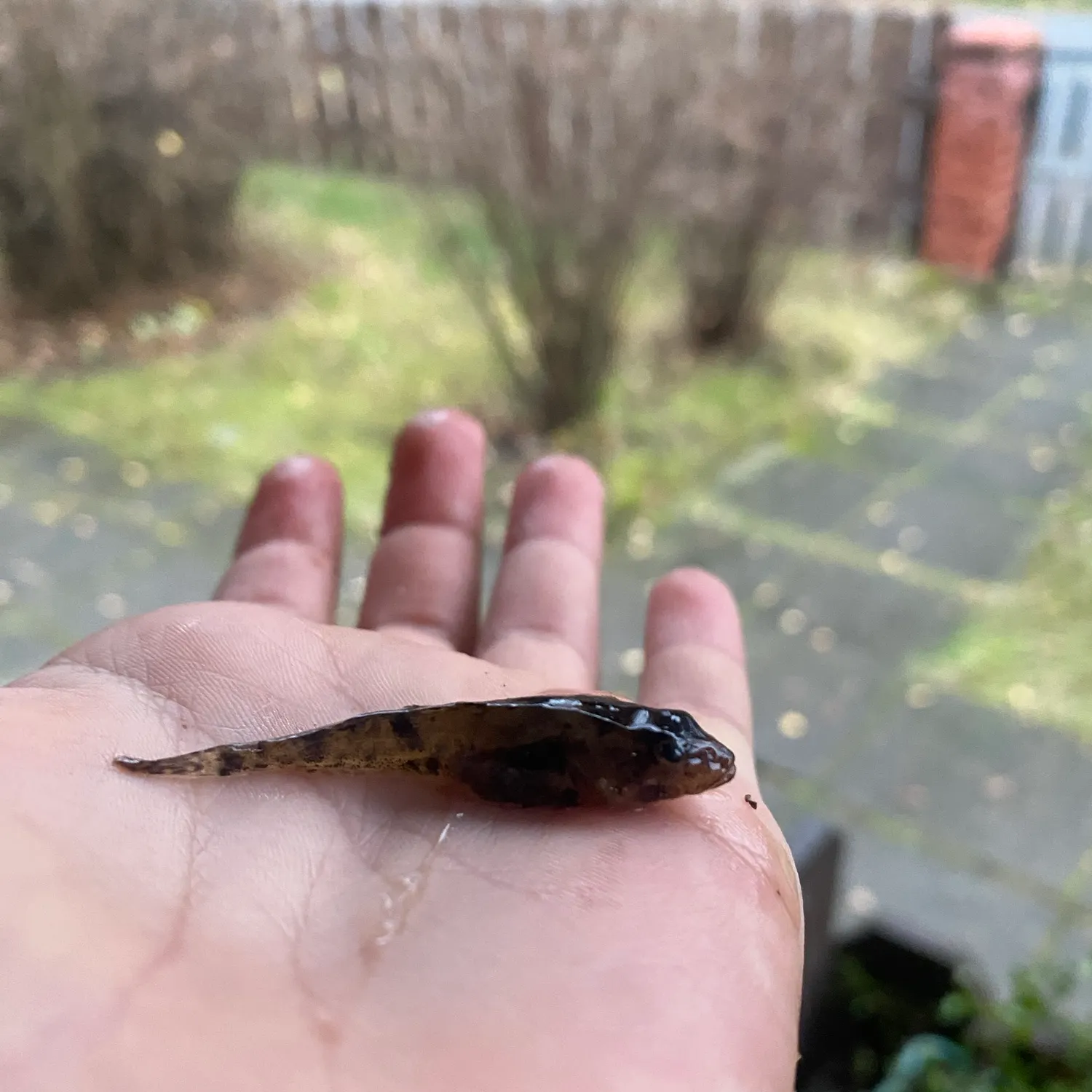 The most recent Eurasian ruffe catches on Fishbrain