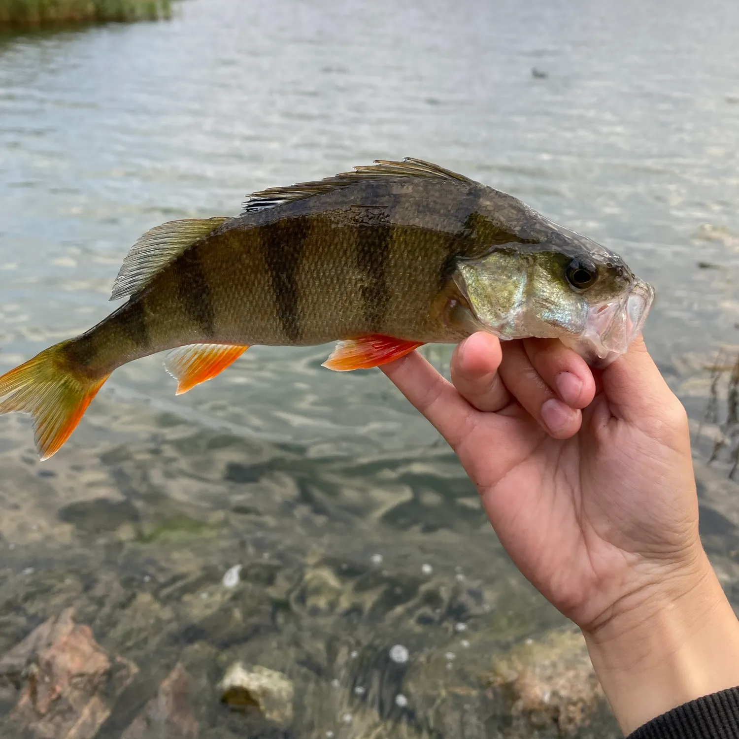 European perch caught on Fishbrain