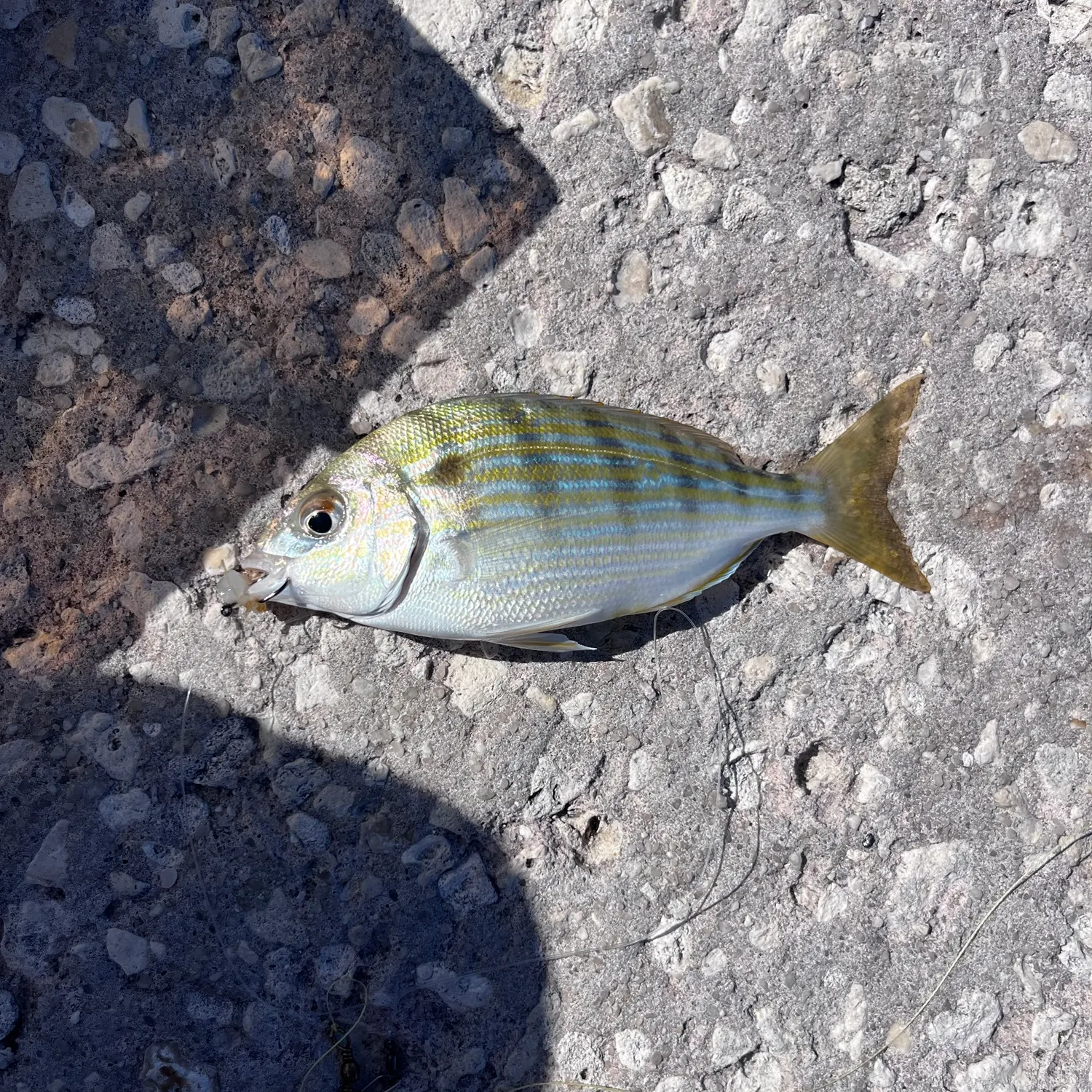 Pinfish caught on Fishbrain