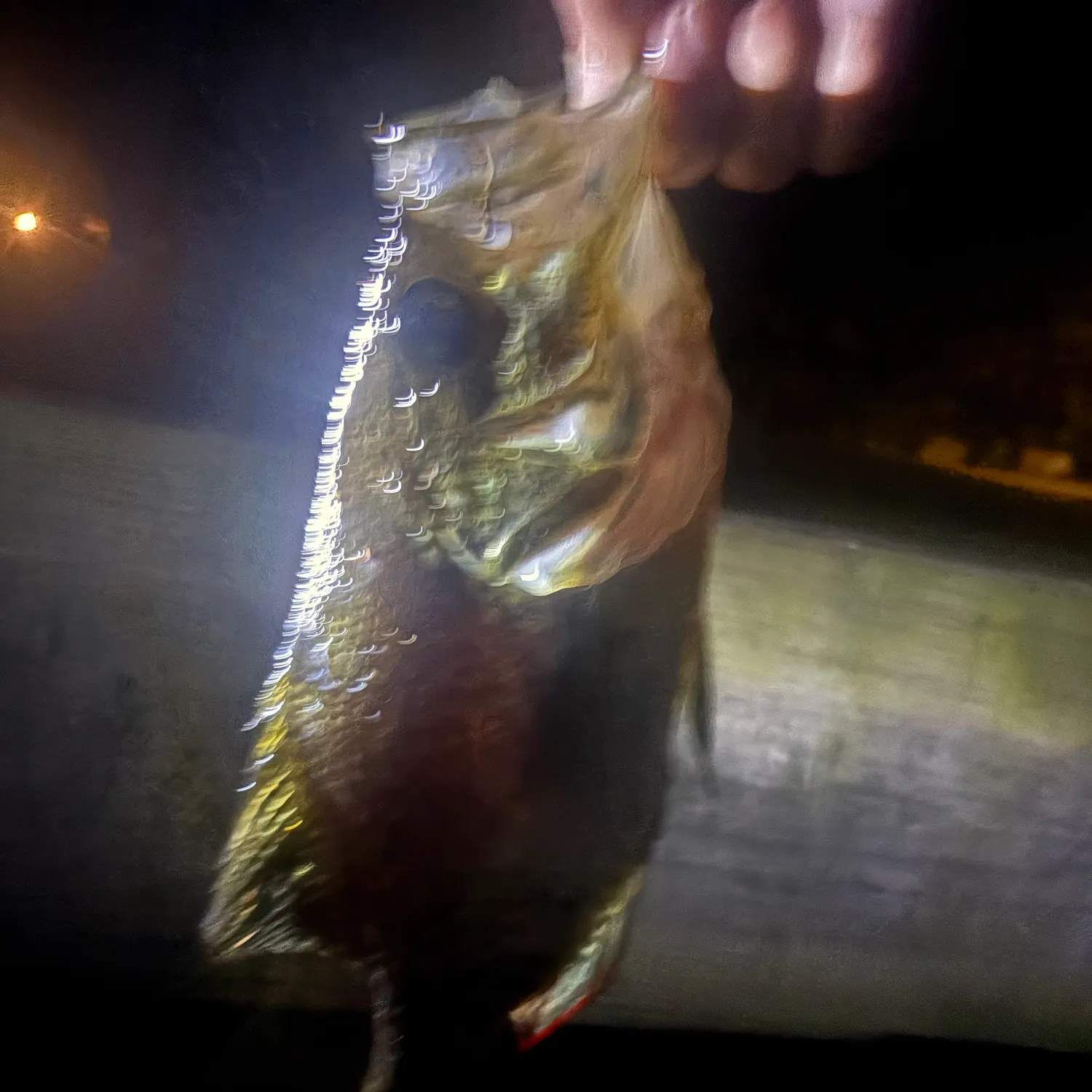 Black crappie caught on Fishbrain
