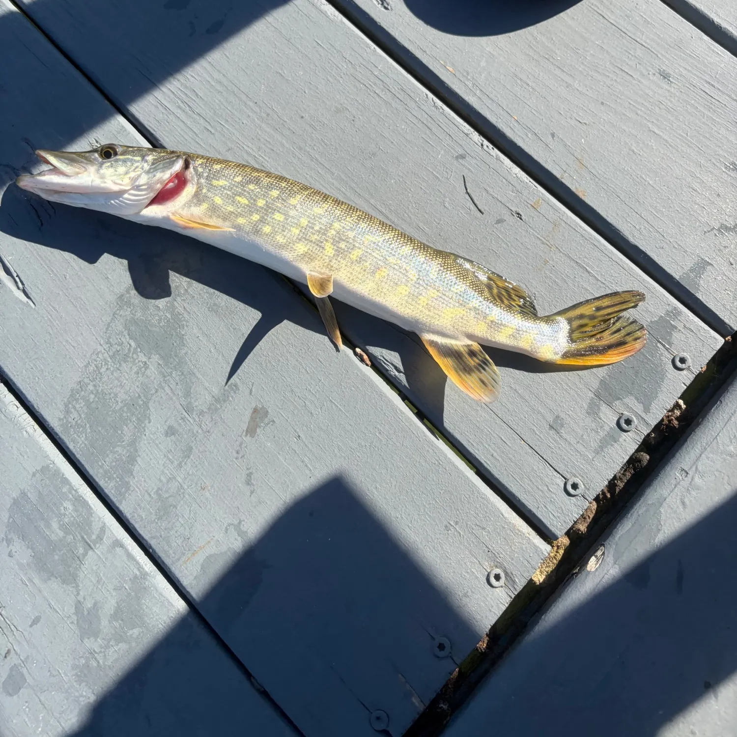 Northern pike caught on Fishbrain