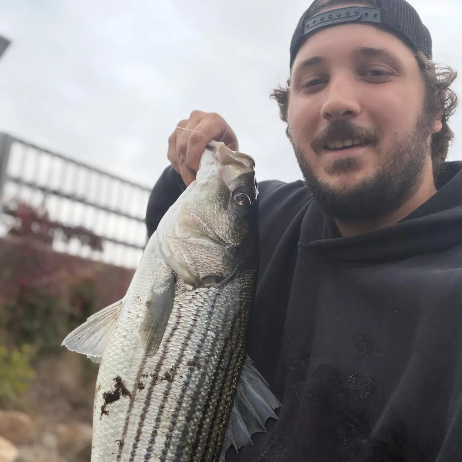 Striped bass caught on Fishbrain