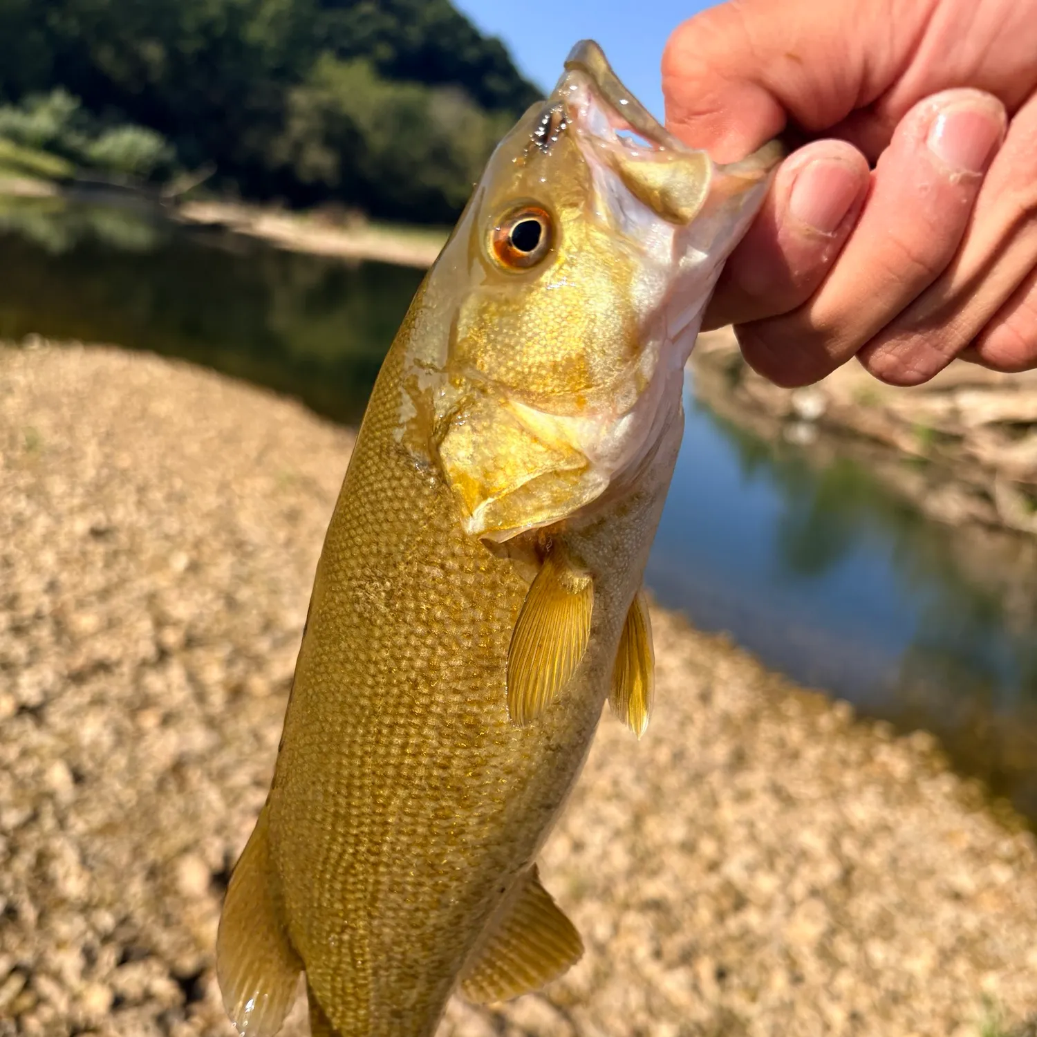 Smallmouth bass caught on Fishbrain