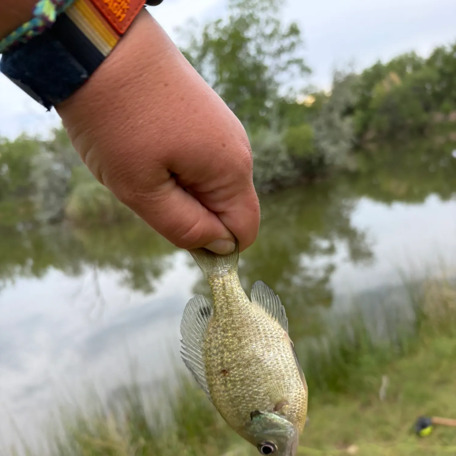 Bluegill caught on Fishbrain
