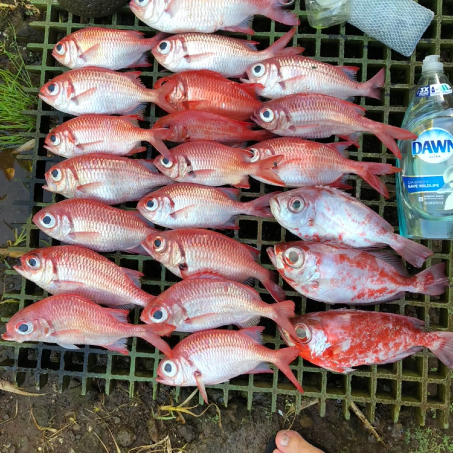 recently logged catches