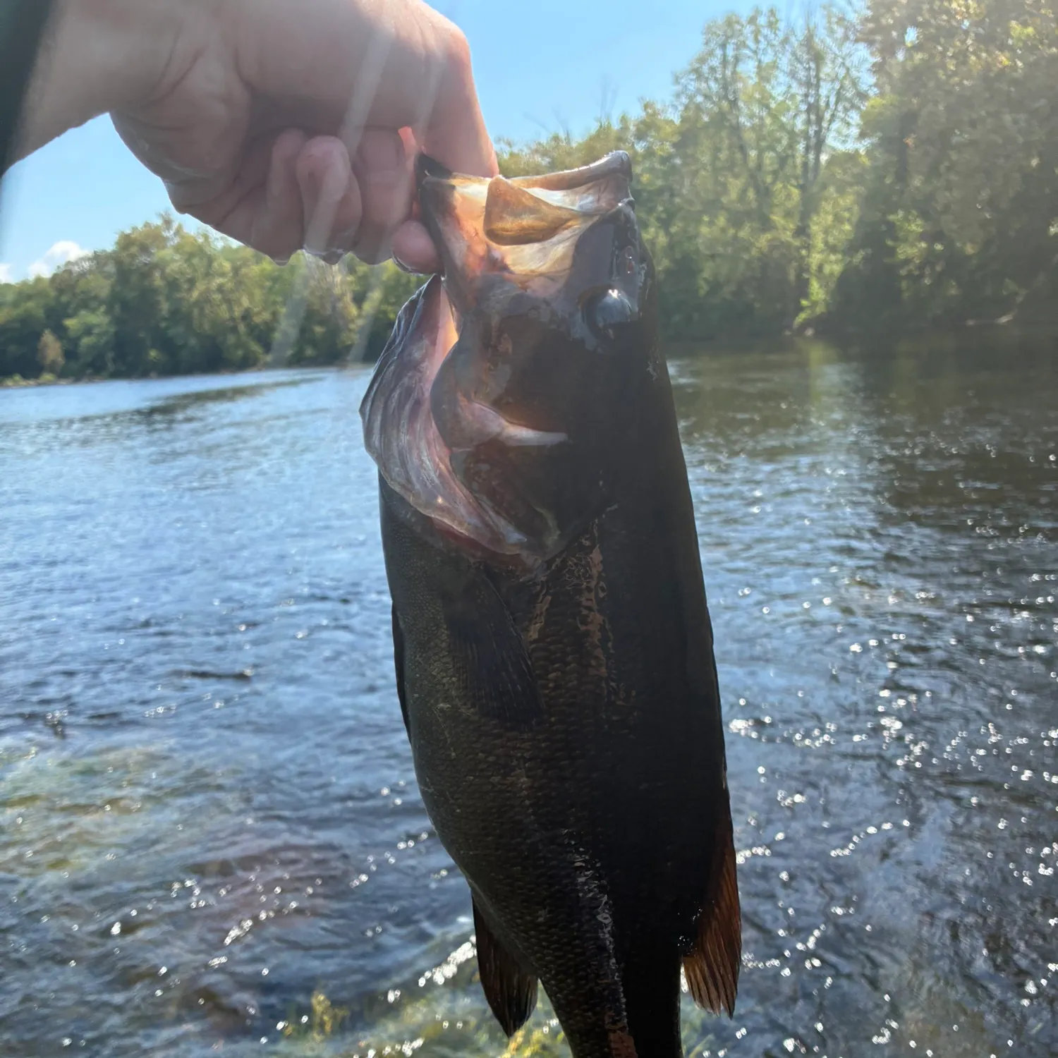 Smallmouth bass caught on Fishbrain