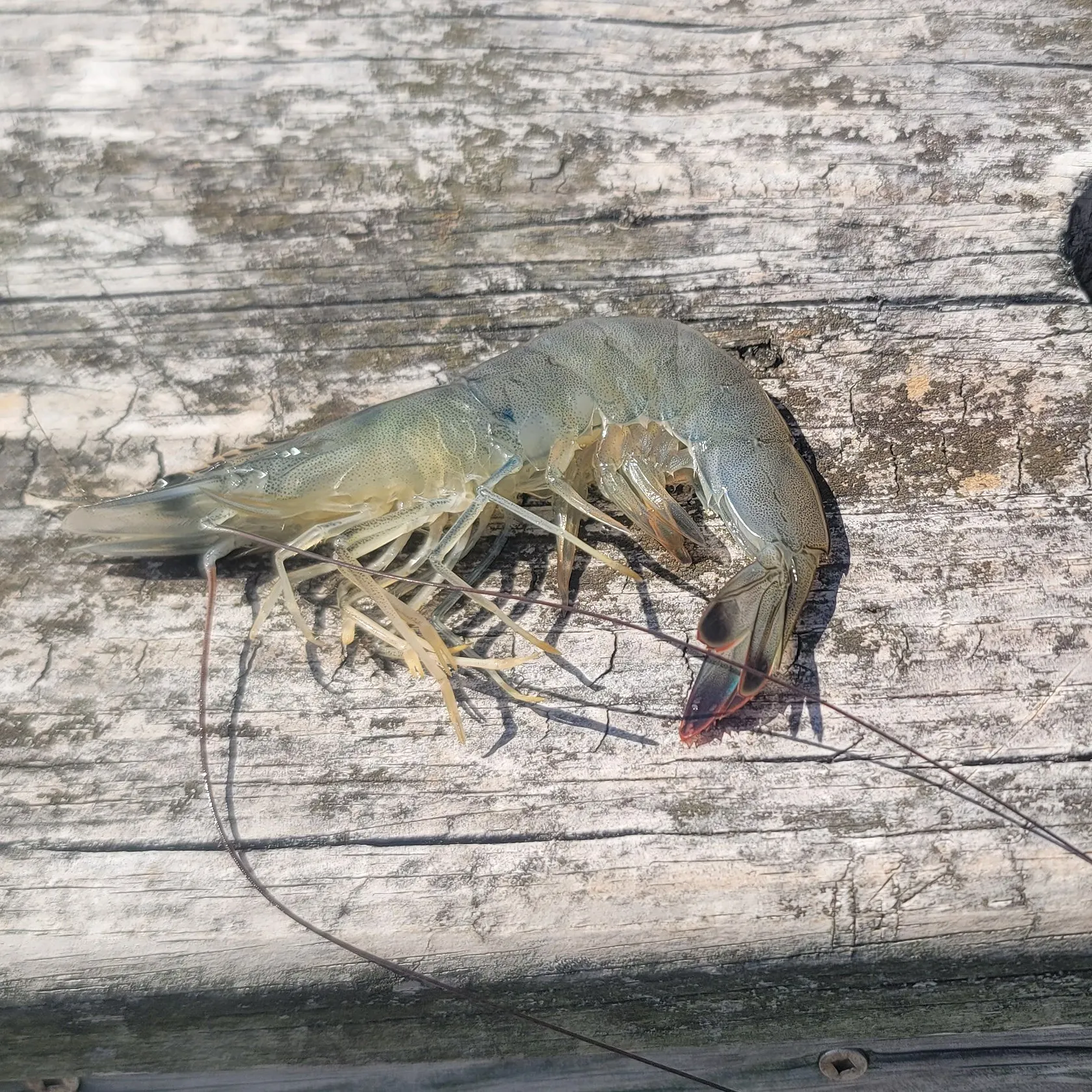 Thread shrimpgoby caught on Fishbrain