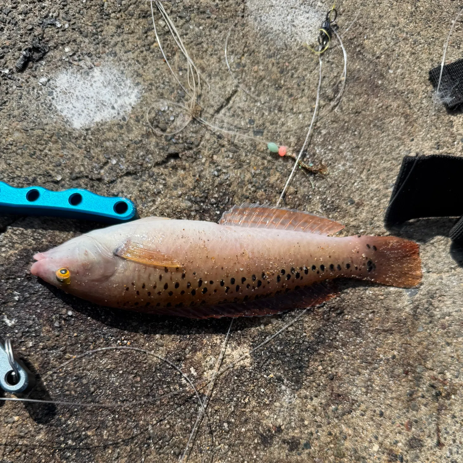 The most recent Rock wrasse catches on Fishbrain