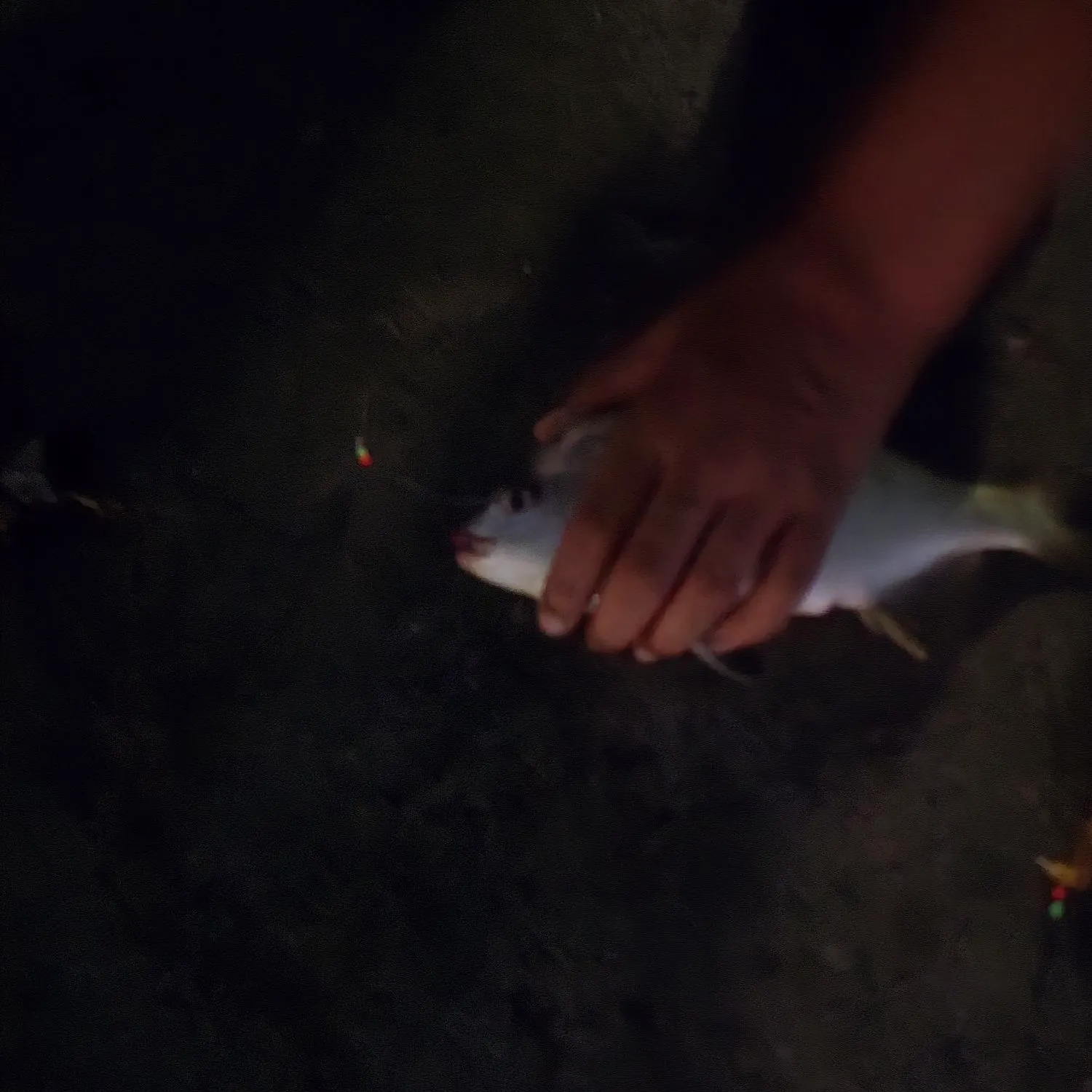 Sargo caught on Fishbrain