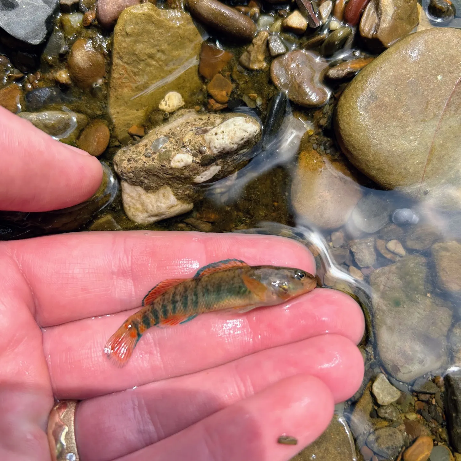 The most recent Rainbow darter catches on Fishbrain