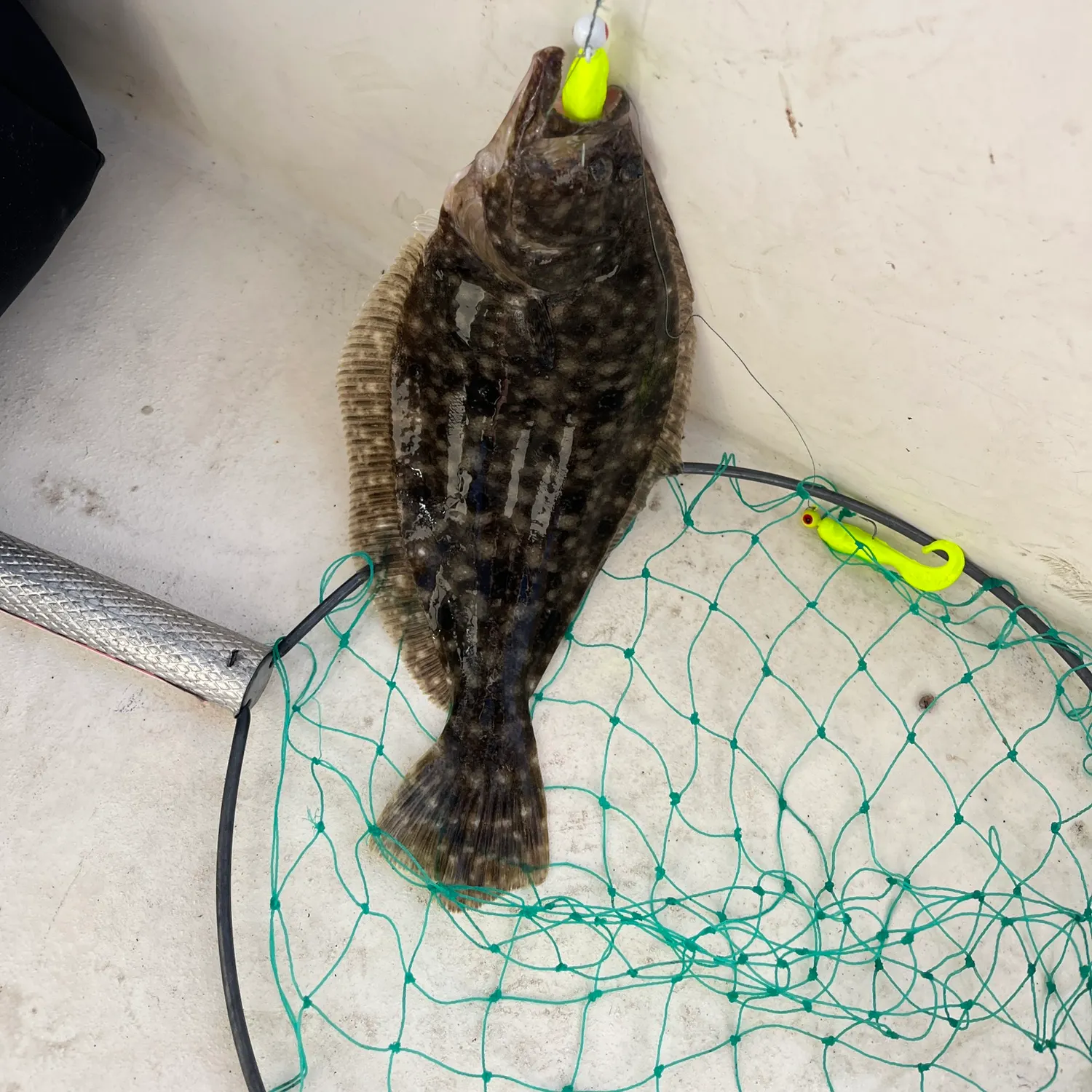 Summer flounder caught on Fishbrain