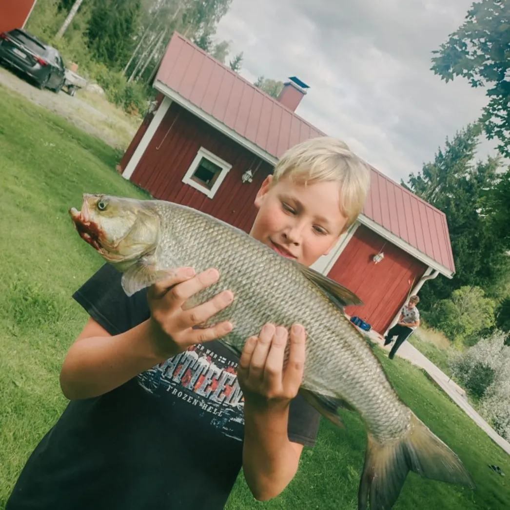 Asp caught on Fishbrain