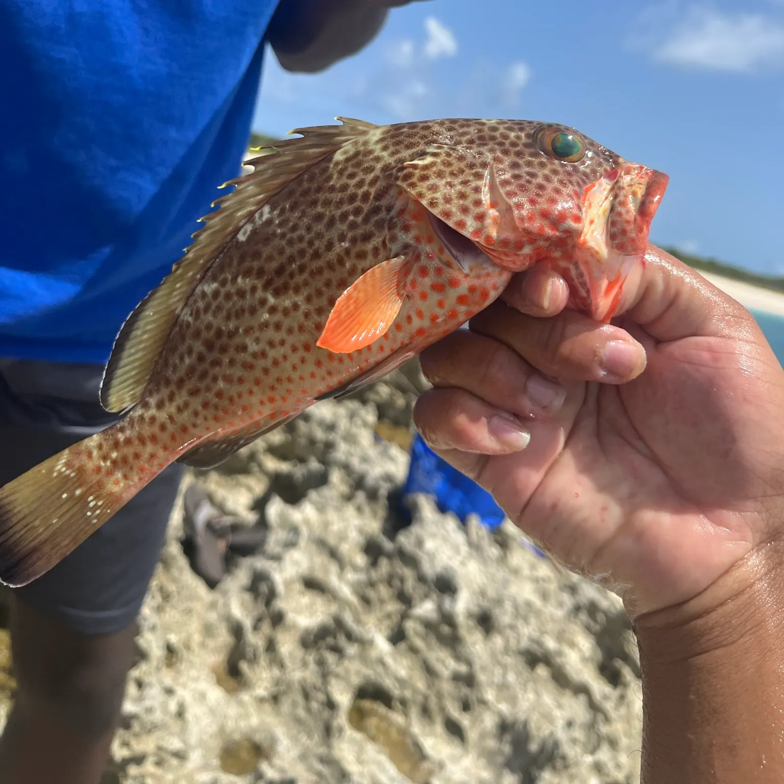 The most recent Strawberry hind catches on Fishbrain