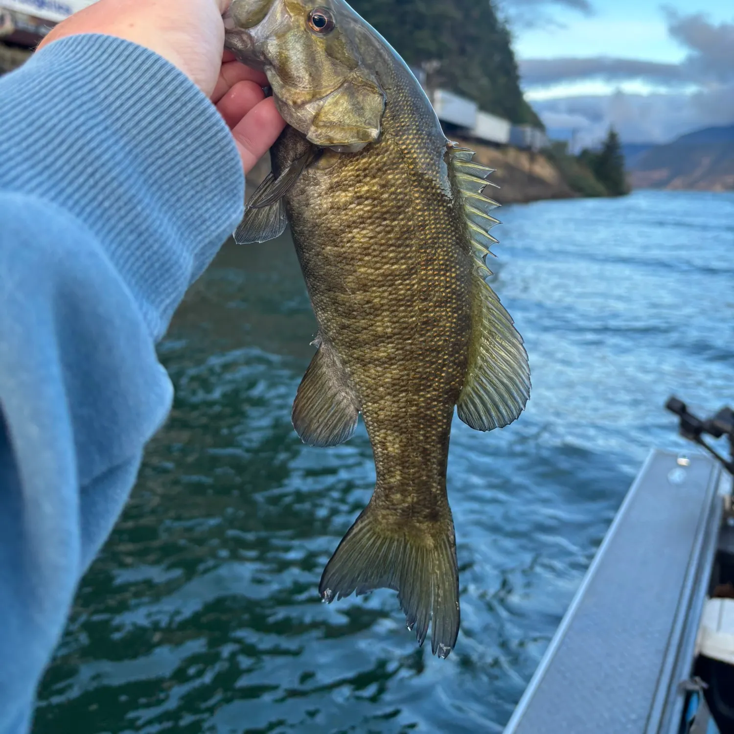 Smallmouth bass caught on Fishbrain