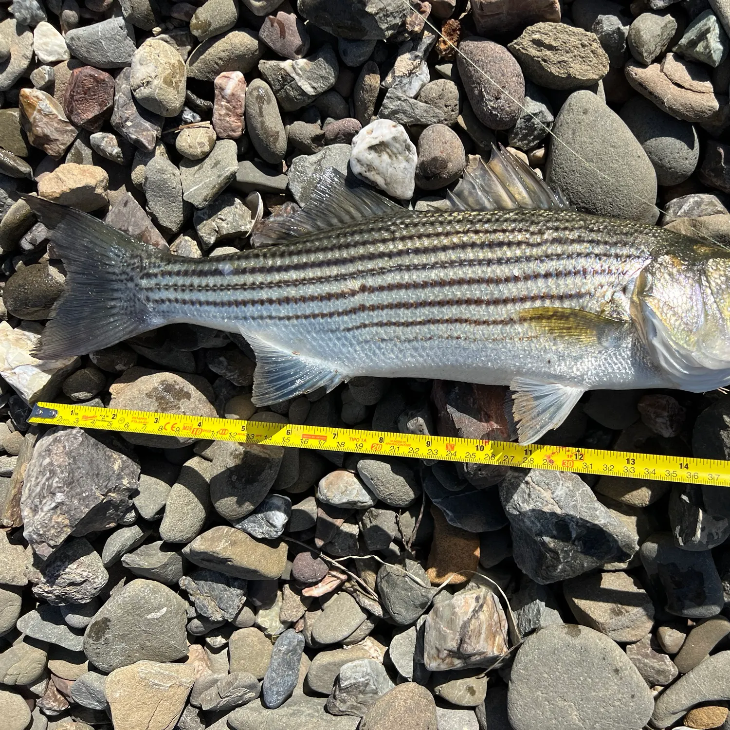 Striped bass caught on Fishbrain