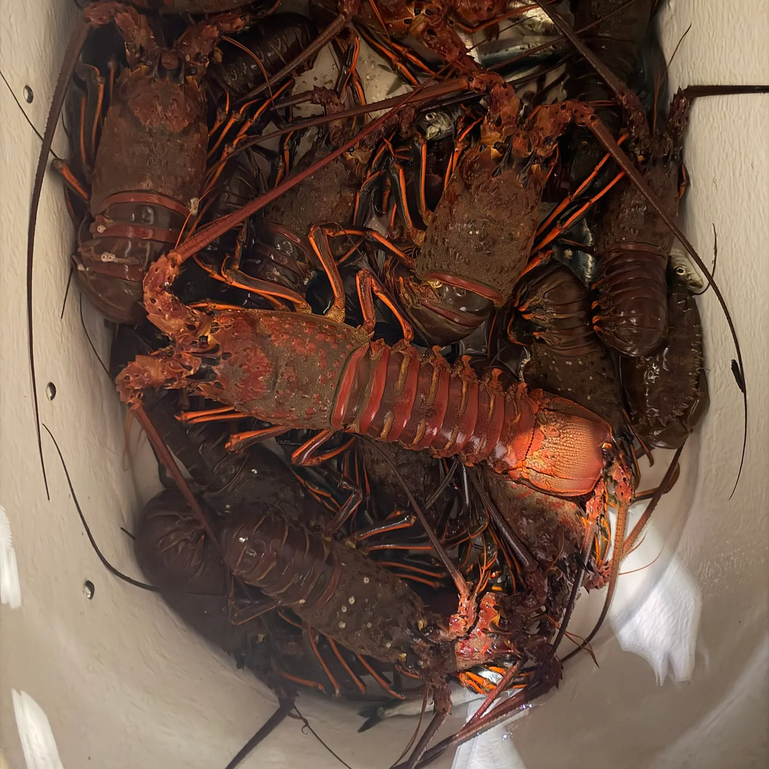California spiny lobster caught on Fishbrain