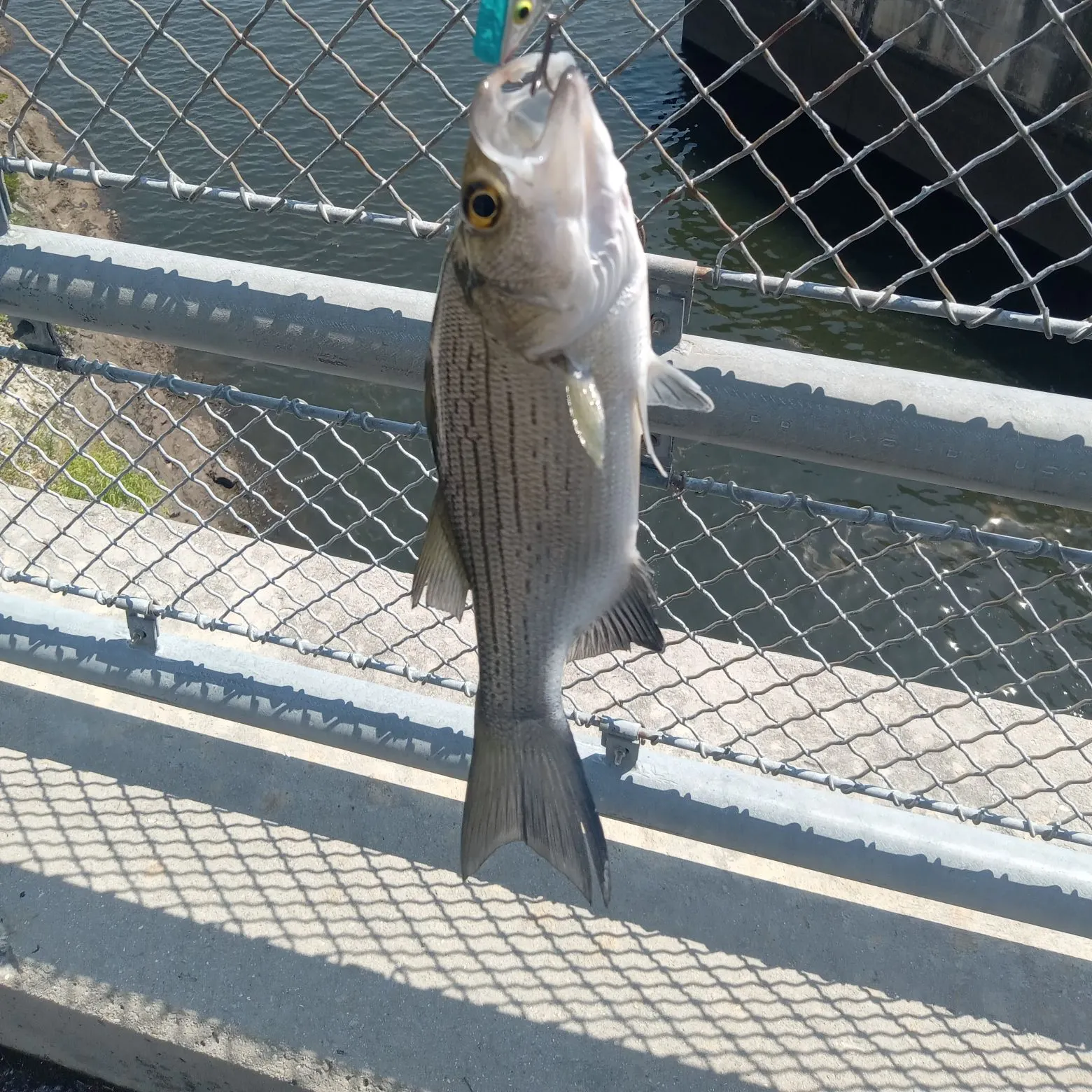 Fishing in Springfield, MO (United States) ️️️️ Find Spots, Species & Tips
