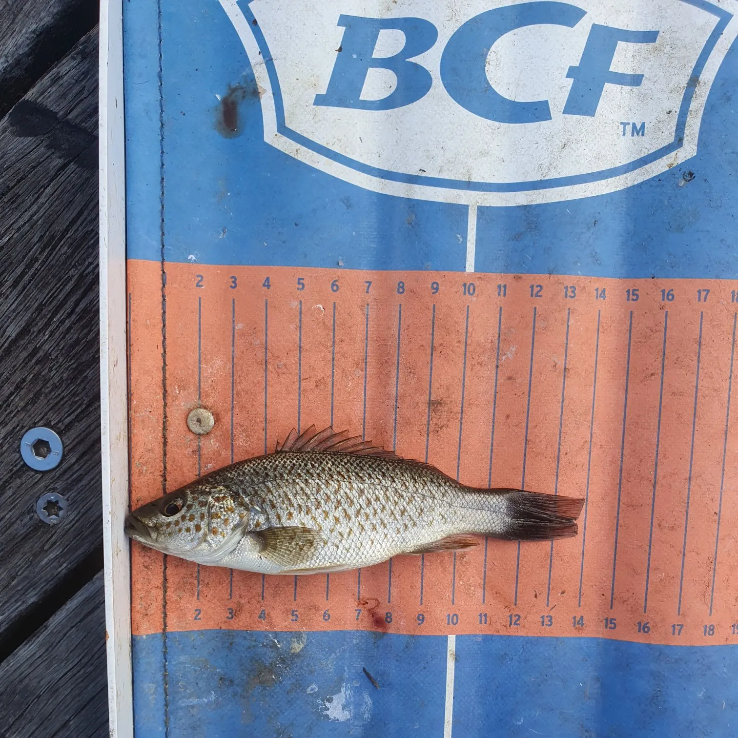 The most recent Spangled perch catches on Fishbrain