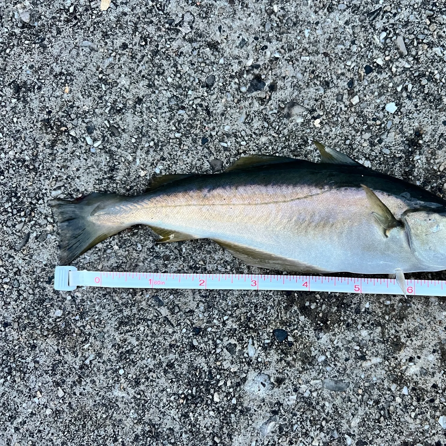 The most recent Poor cod catches on Fishbrain