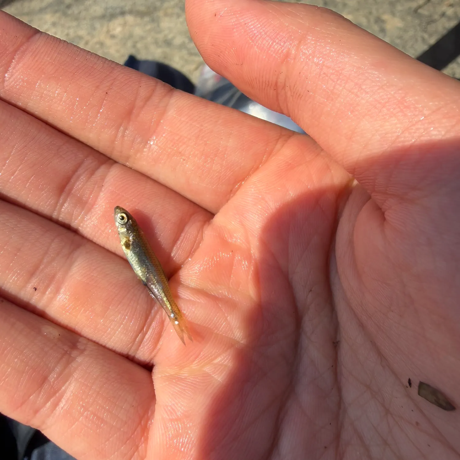 Fallfish caught on Fishbrain