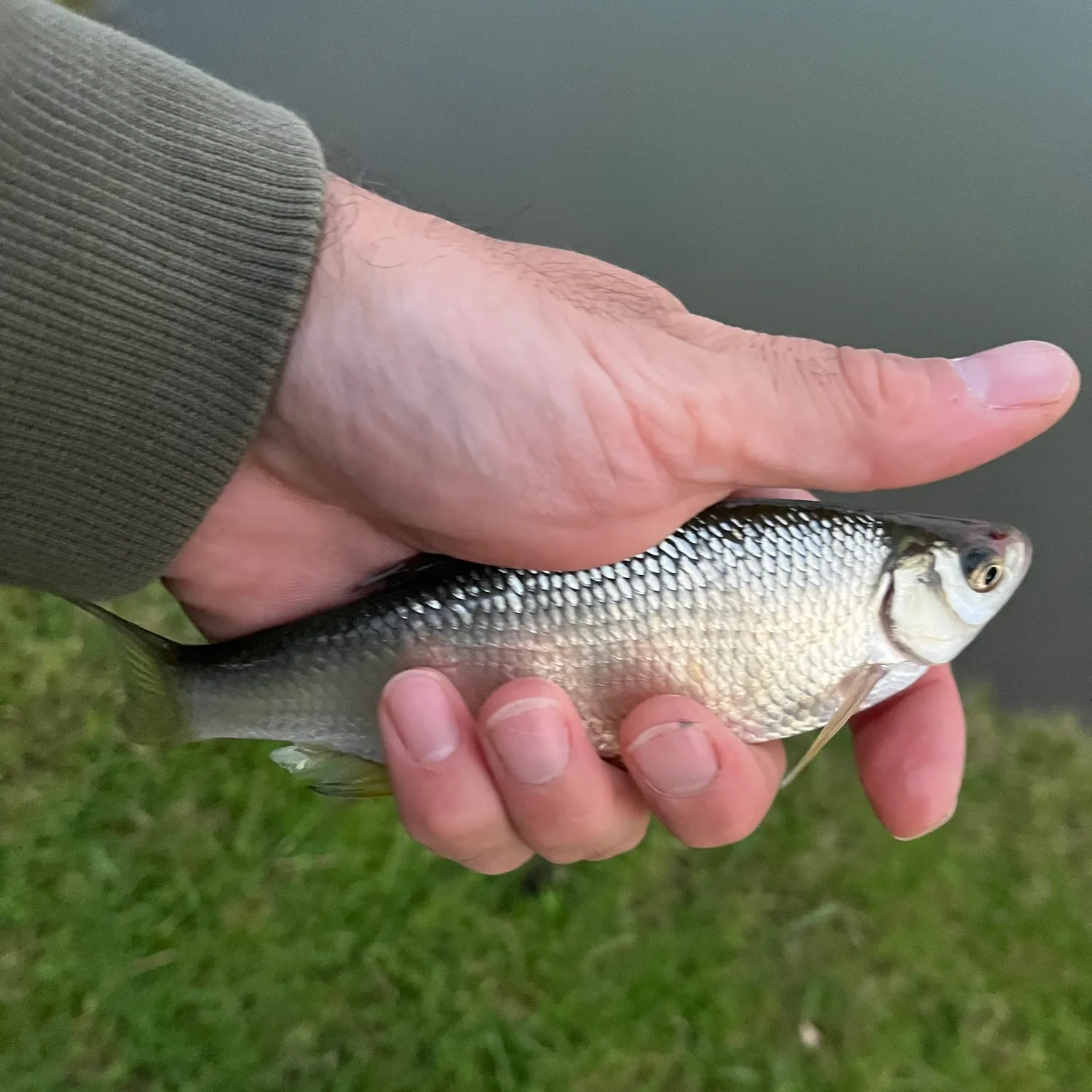 Golden shiner caught on Fishbrain
