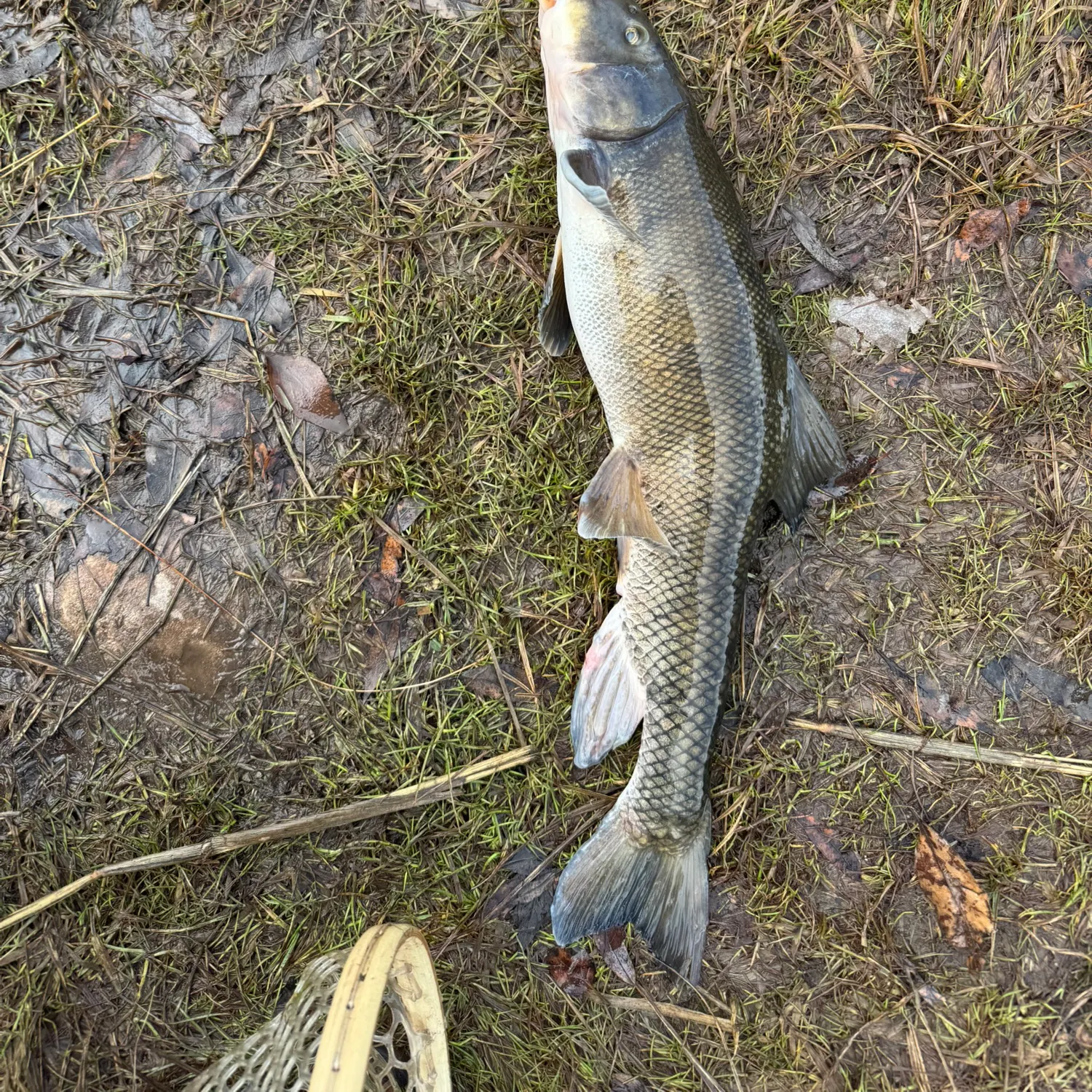 The most recent Utah sucker catches on Fishbrain