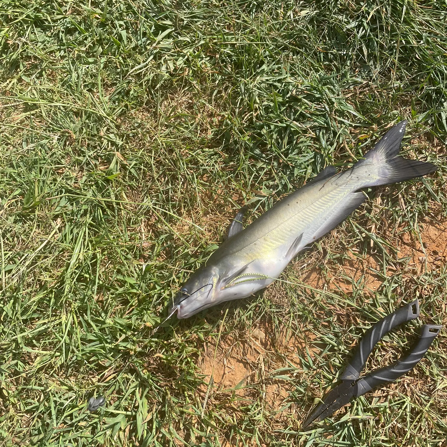 Channel catfish caught on Fishbrain