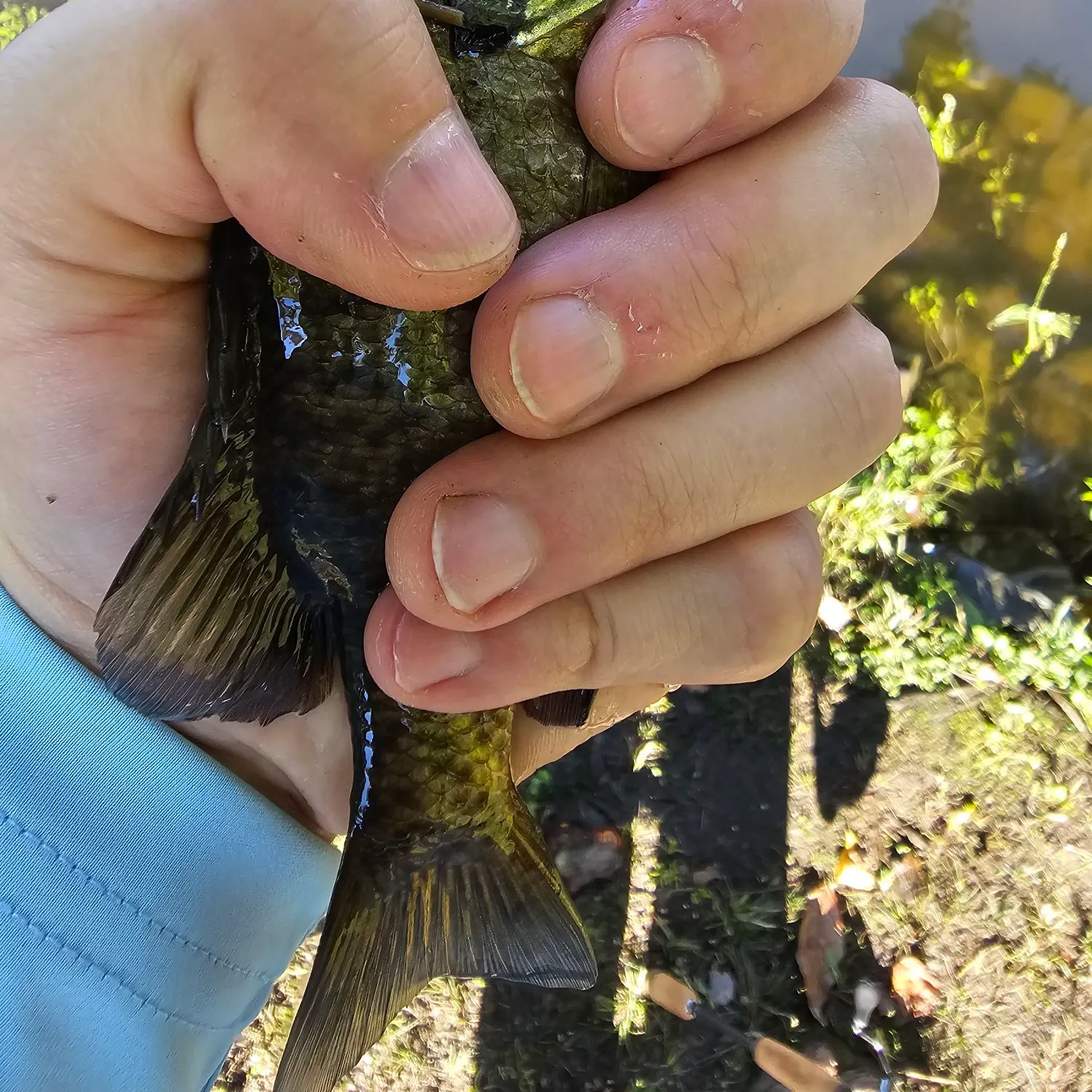 Bluegill caught on Fishbrain
