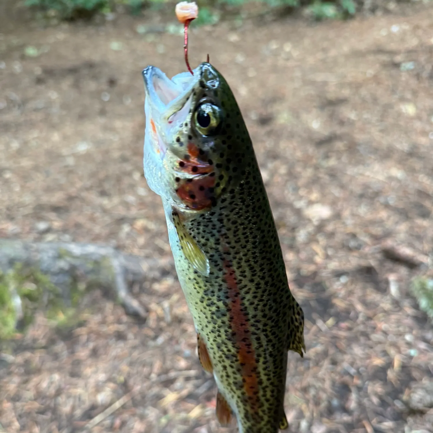 Rainbow trout caught on Fishbrain