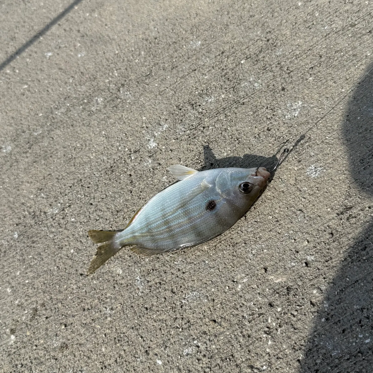 Pinfish caught on Fishbrain