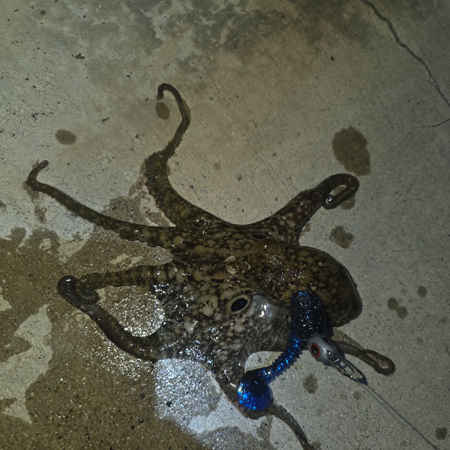The most recent California two-spot octopus catches on Fishbrain