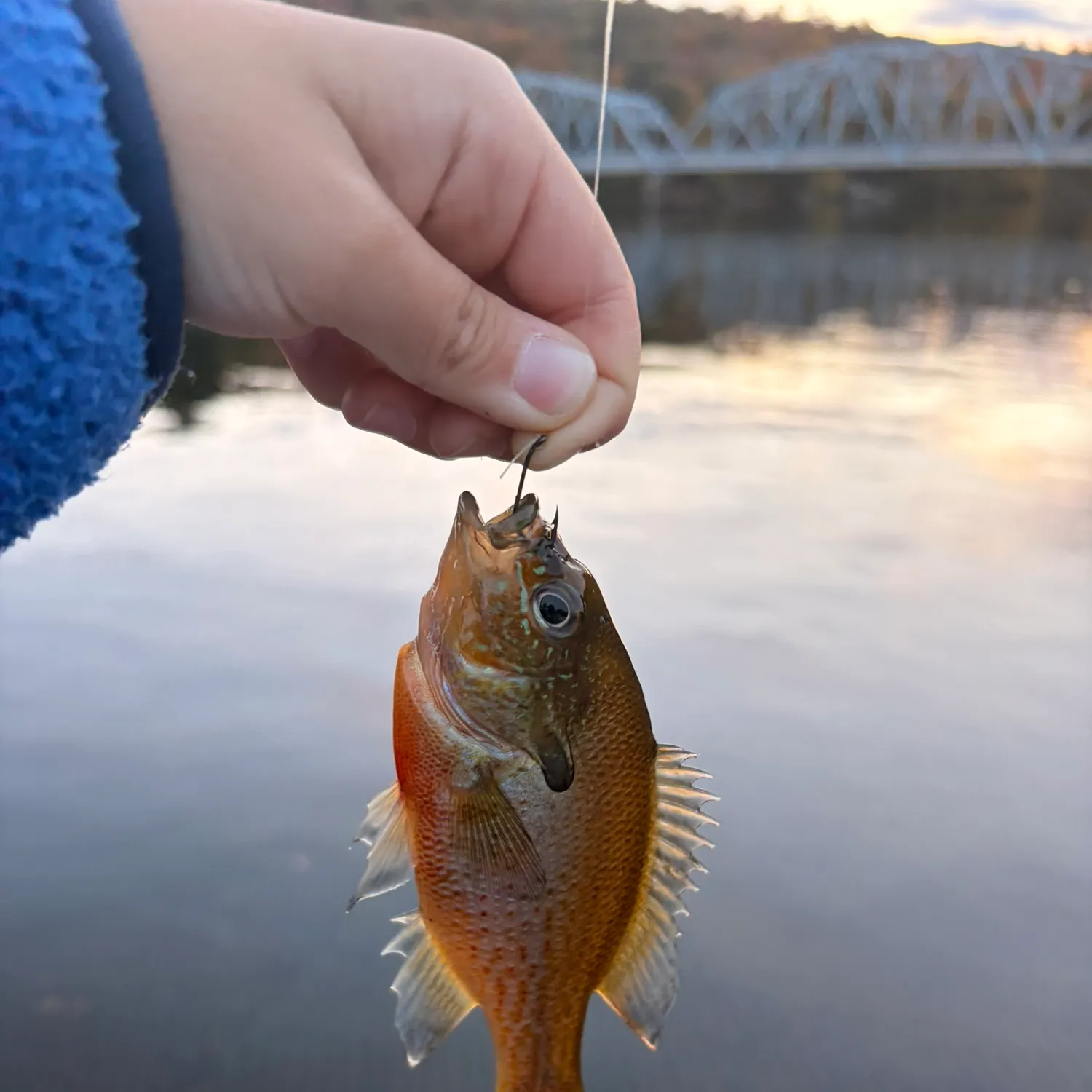 Redbreast sunfish caught on Fishbrain
