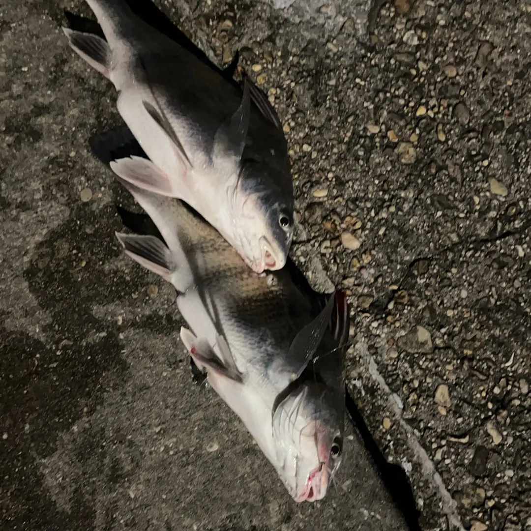 The most recent Black drum catches on Fishbrain