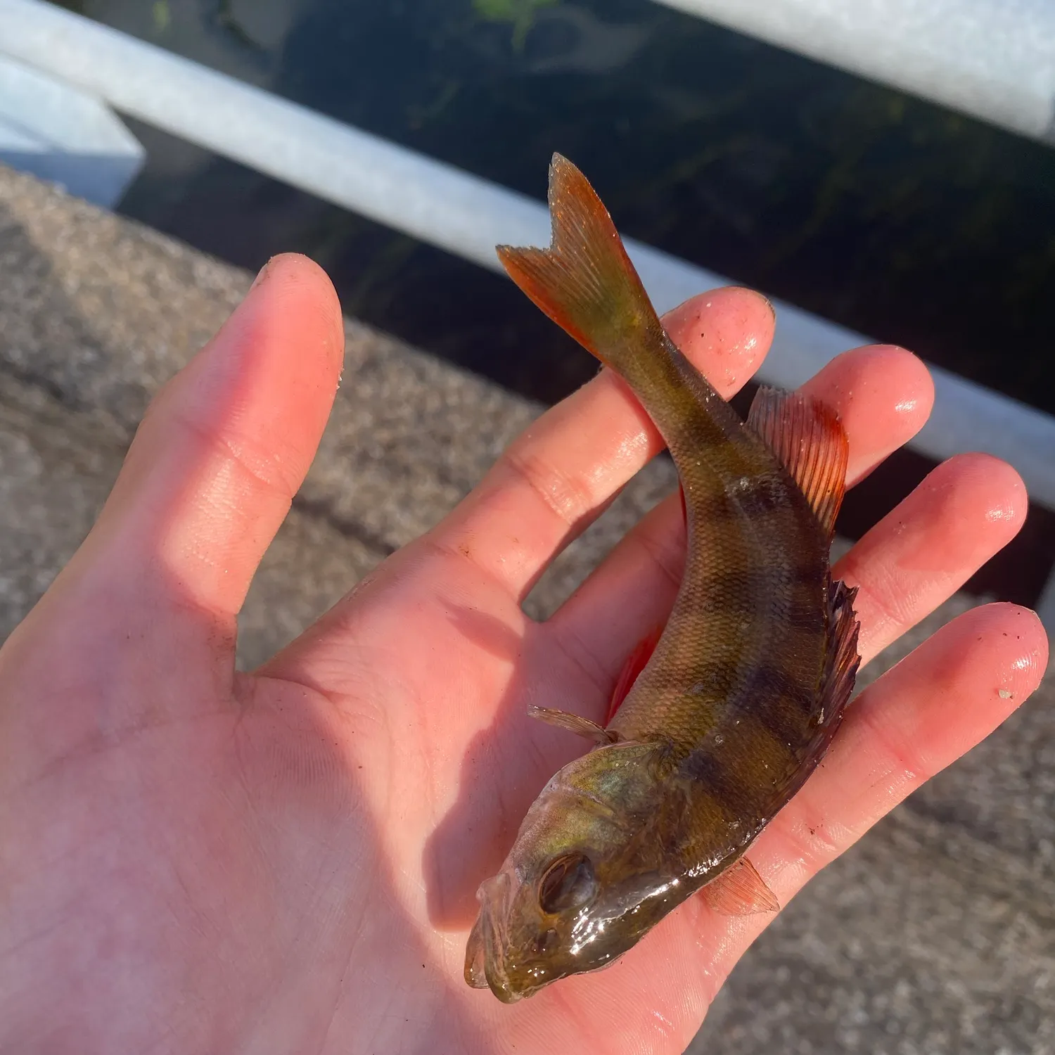 European perch caught on Fishbrain
